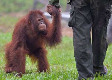Indonesian Activists Rescue Albino Orangutan Orangutan Borneo