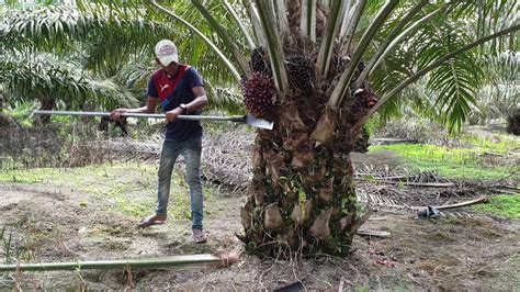 Harvesting Oil Palm Fruits Youtube