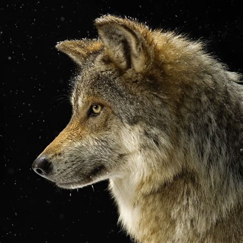 Wolf National Geographic Lobo Gris Mexicano Lobo Mexicano