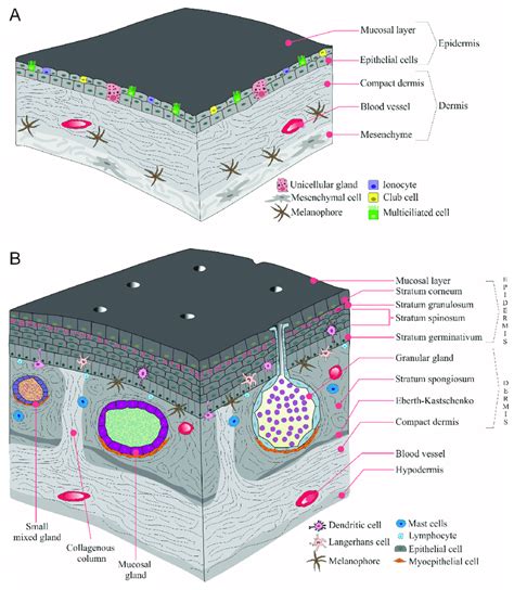 A general illustration of amphibian skin. A. larvae, B. Adult (B is