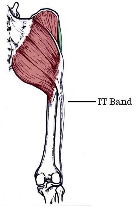What Is The Iliotibial Band