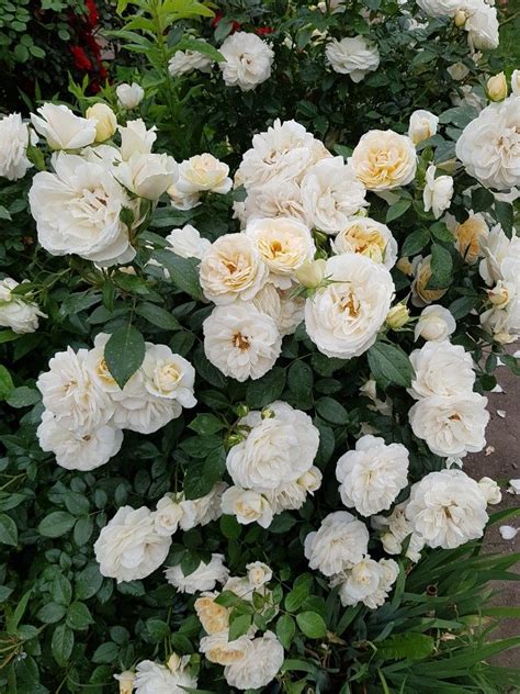 Hybrid teas produce large individual blooms on tall straight canes. Lions Rose by Kordes, 2002 | Rose, Plants, Garden