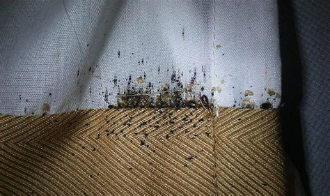 The History Of Bedbug Infestation In America Bed Bugs Infestation