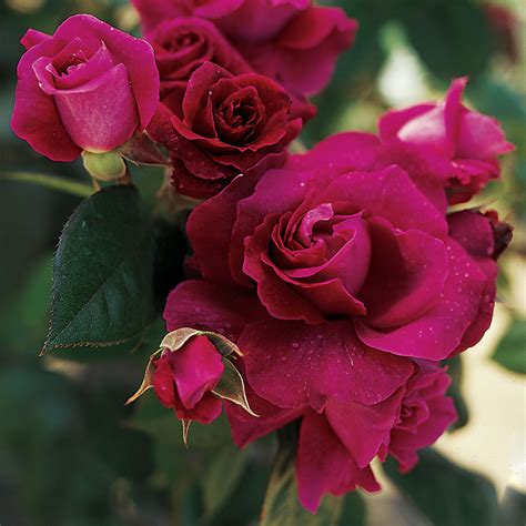 Intrigue Floribunda Rose Hybrid Tea Roses Rose Floribunda Roses
