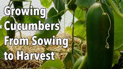 Growing Cucumbers From Sowing To Harvest Youtube
