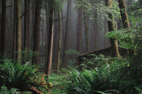The Most Beautiful Forests Of Oregon That Oregon Life