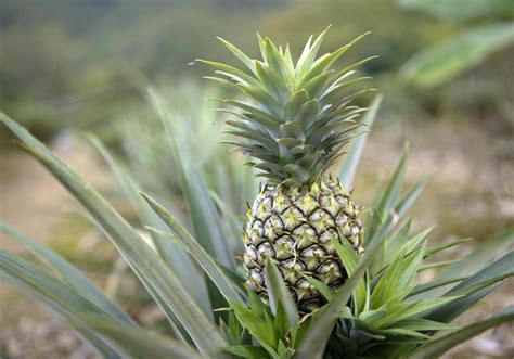 How To Take Care Of A Pineapple Plant Gardenerdy