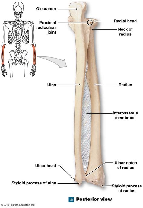 Free online quiz right radius and ulna (anterior view). posterioir view of the right radius and ulna | Human ...