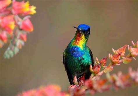 Colorful Bird Photo Full Image