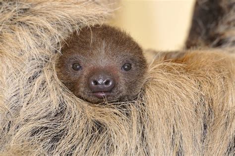 Baby Sloth Portrait By Josef Gelernter Via 500px Cute Baby Sloths