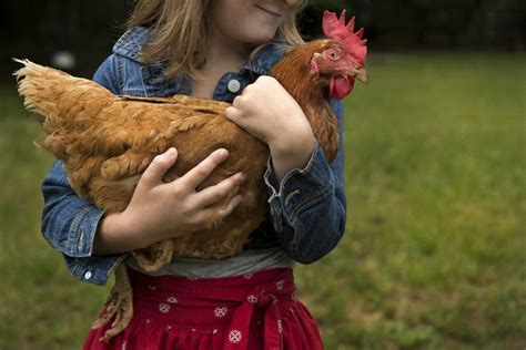 Kissing Chickens Is Bad For Your Health Cdc Warns