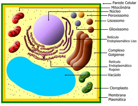 Organelas Celulares Biologia Manual Do Enem