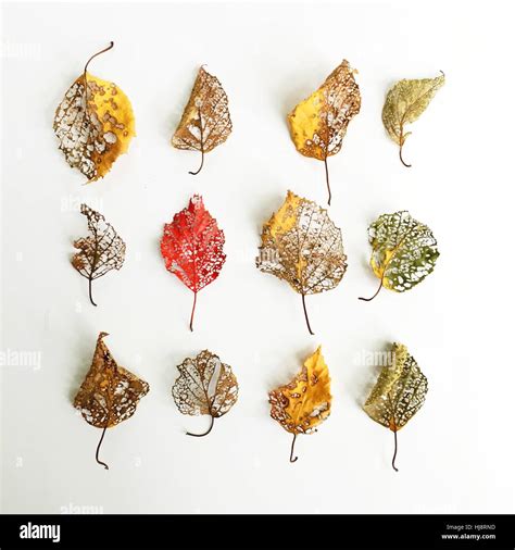 Decaying Autumn Leaves Stock Photo Alamy