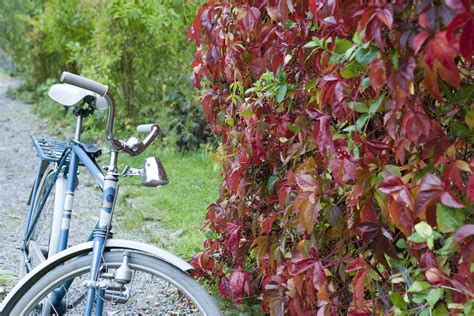 The virginia creeper is a woody vine that normally climbs up trees, fences, or what have you, and can also be used as a ground cover. Virginia Creeper Plant: Care and Growing Guide