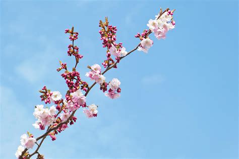 Cherry Blossom And Blue Sky By Brittak