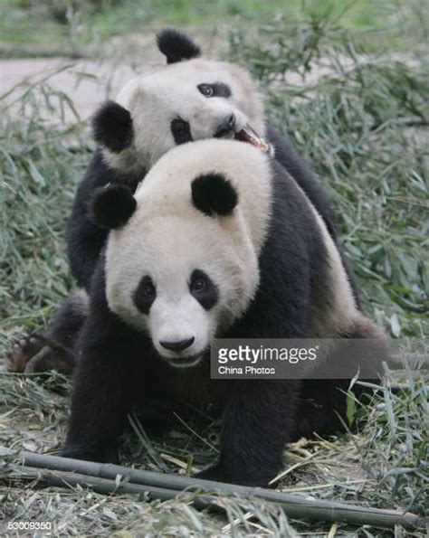 Giant Pandas Play At The Wolong Giant Panda Bear Research Centre Photos