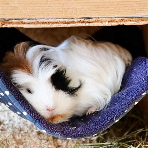 7 Diy Guinea Pig Beds You Can Build Today With Pictures Pet Keen