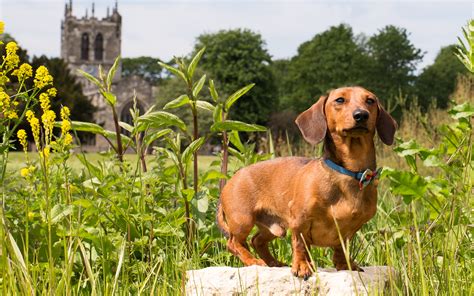 Nov 07, 2019 · startup costs for day care centers. Stars In Their Eyes - Doggy Day Care Yorkshire Style ...