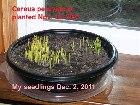 Through natural selection most cacti species lost their leaves, which allowed too much evaporation in the desert. Cactus and Tender Succulents forum: adamgreen's seed ...