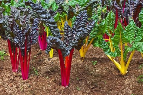 17 Vegetables That Grow Well In The Shade Perennial Vegetables