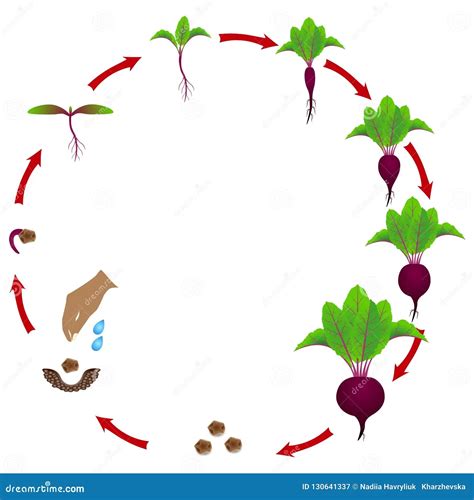 Beet Growing Stages