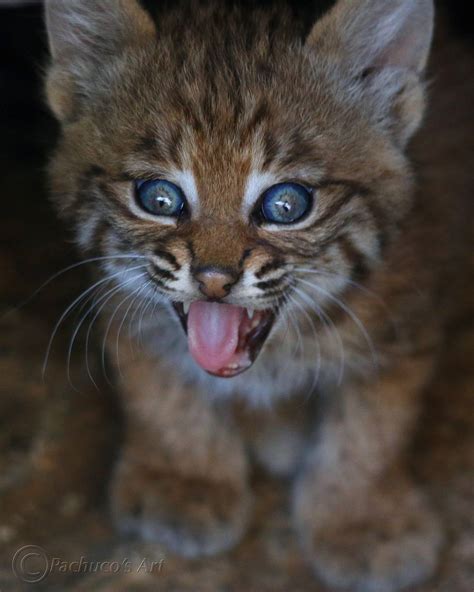 List 90 Wallpaper Pictures Of Bobcats With Long Tails Sharp 102023
