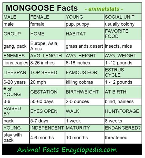 Mongoose Facts Animal Facts Encyclopedia