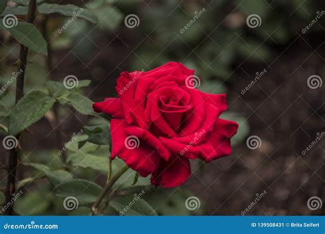 Rose Flower Closeup Shallow Depth Of Field Stock Image Image Of Love