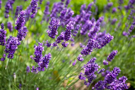 In einer plastiktüte verderben die empfindlichen holunderblüten schnell. Lavendel ernten - Anleitung, wann, wie und wie lange