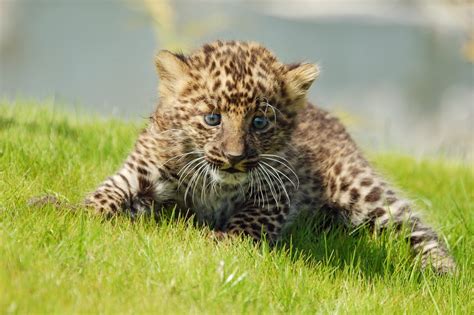 Leoparden Baby Foto And Bild Tiere Zoo Wildpark And Falknerei