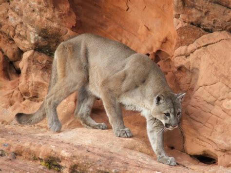 From Lions To Lambs Southern Utahs Diverse Wildlife St George News