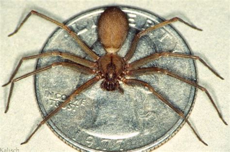 Brown Recluse Spider Loxosceles Reclusa North American Insects