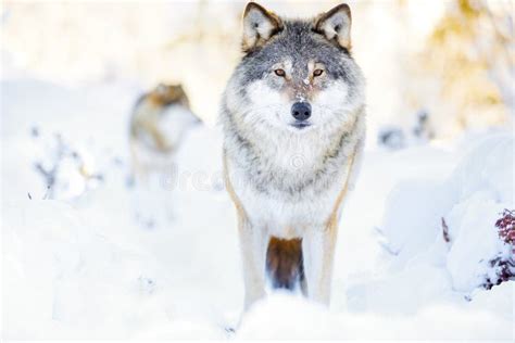 Two Wolves In Wolf Pack In Cold Winter Forest Stock Image Image Of