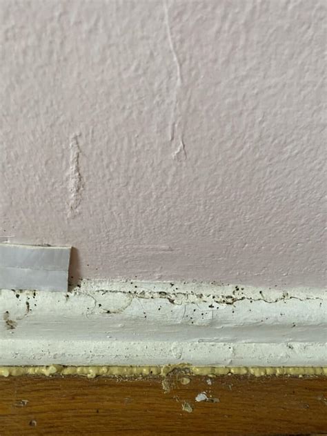 Does Painting The Walls Help Get Rid Of Bed Bugs A Guide