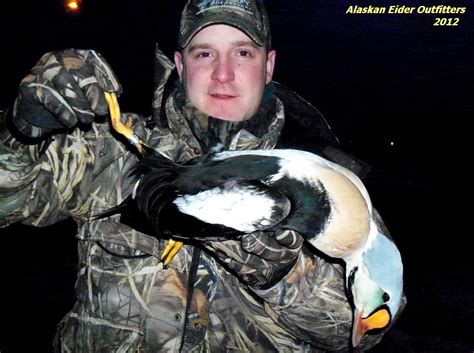 Alaskan Eider Outfitters Great King Eider Hunting On The Bering Sea