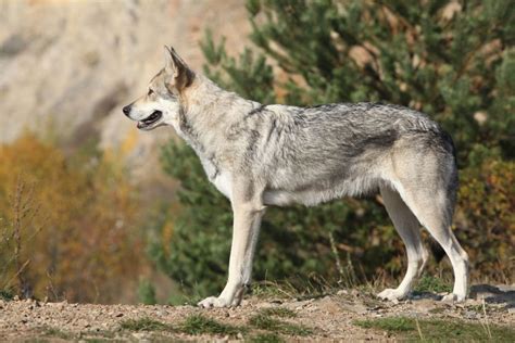 German Shepherd Wolf Mix Complete Hybrid Guide Shepherds Bone