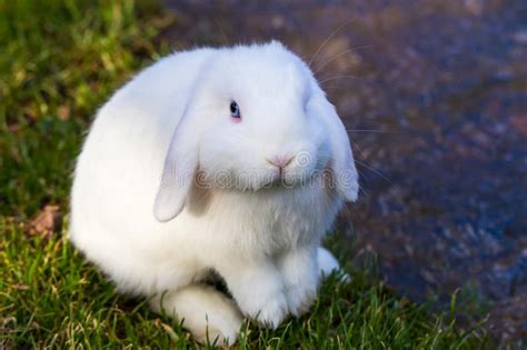 White Bunny With Blue Eyes Sitting Stock Image Image Of Feet Eyes