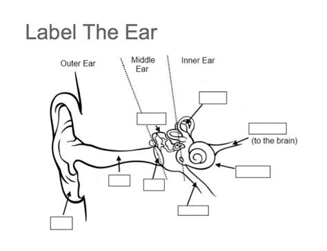 Label The Ear Diagram Quizlet