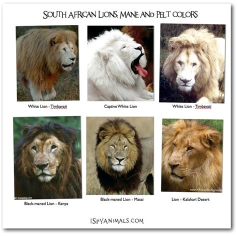 Differentiating Lions Taken From