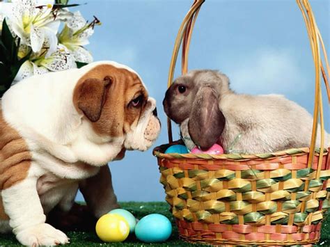 Una dintre cele mai cunoscute şi îndrăgite imagini. Imagini cu iepuri de Pasti | StolenIMG