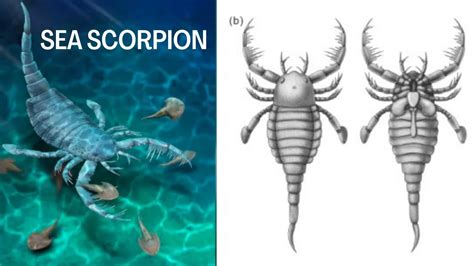 Ancient Giant Sea Scorpion Found In China Youtube