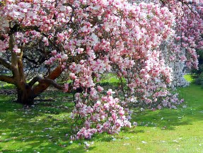 Billedresultat for magnolia