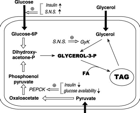 Sources And Pathways Of Glycerol 3 Phosphate G3p Generation In Brown