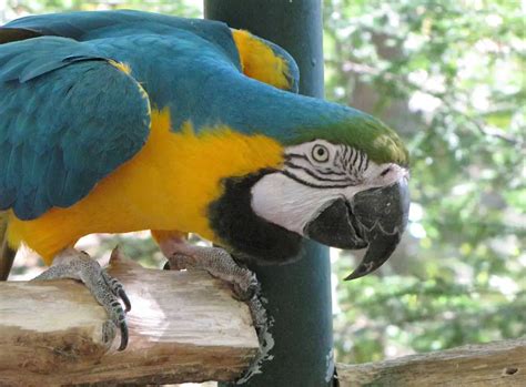 Blue And Gold Macaw Facts Blue And Gold Macaw Habitat And Diet