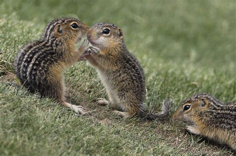 Chipmunks Fattened Up On Acorns Are Driving People Nuts