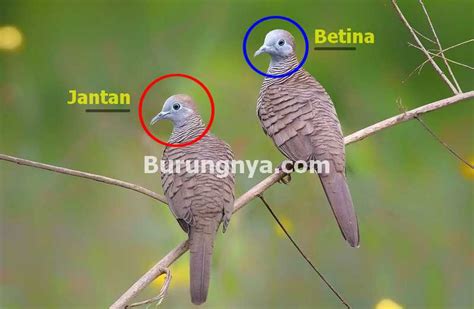 We did not find results for: Gambar Burung Derkuku Jantan - Klik OK