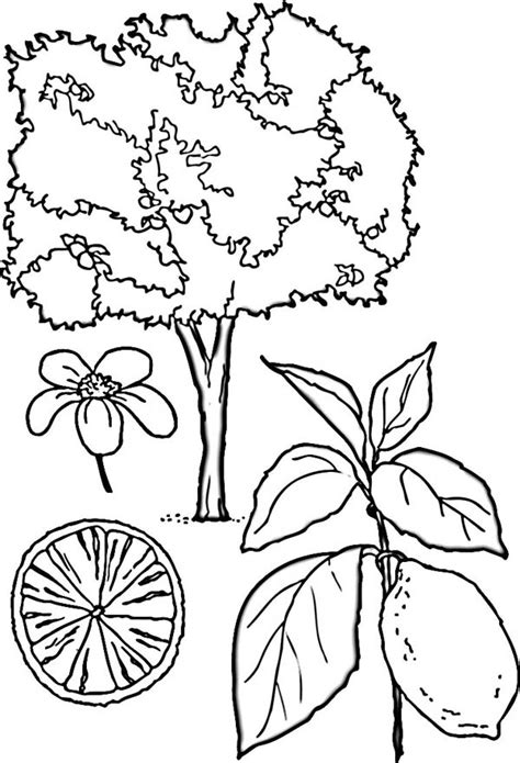 Try out orange tree coloring page. Lemon Tree Coloring Page : Coloring Sky