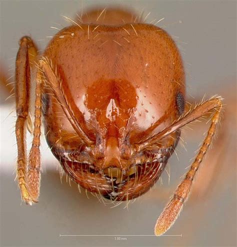 Southern Fire Ant Solenopsis Xyloni Insect