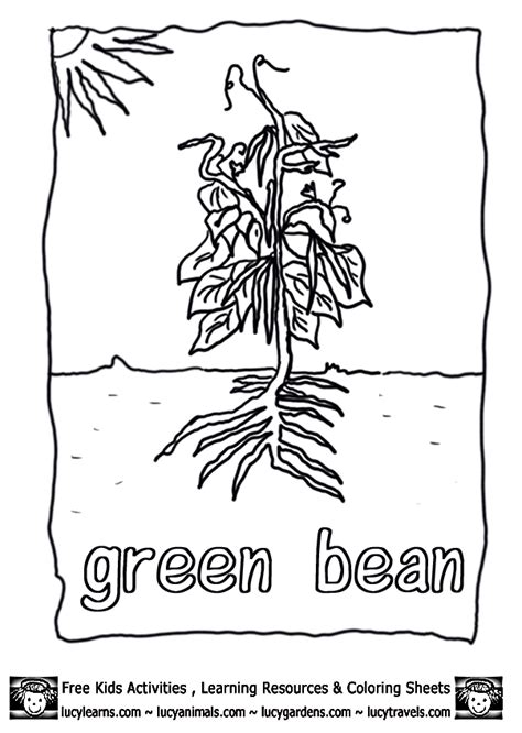 Free Green Beans Coloring Page Free Download Free Green Beans Coloring Page Free Png Images