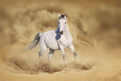 The Desert Pony Ls